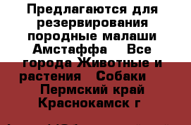 Предлагаются для резервирования породные малаши Амстаффа  - Все города Животные и растения » Собаки   . Пермский край,Краснокамск г.
